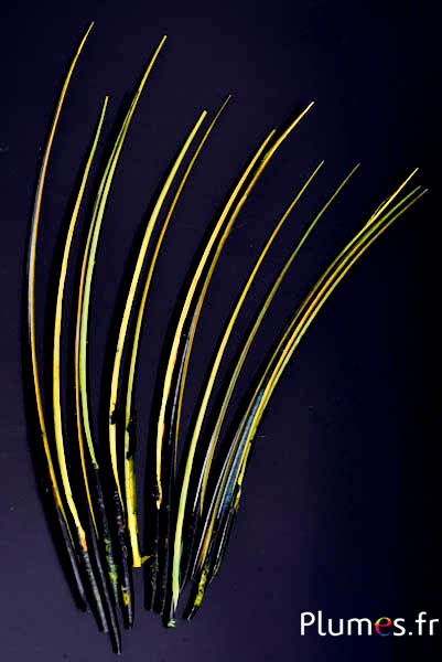 Oca calamo - 25-30 cm - nero-lime-giallo